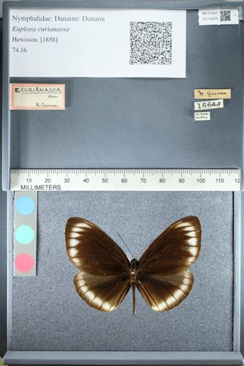 Media type: image;   Entomology 159523